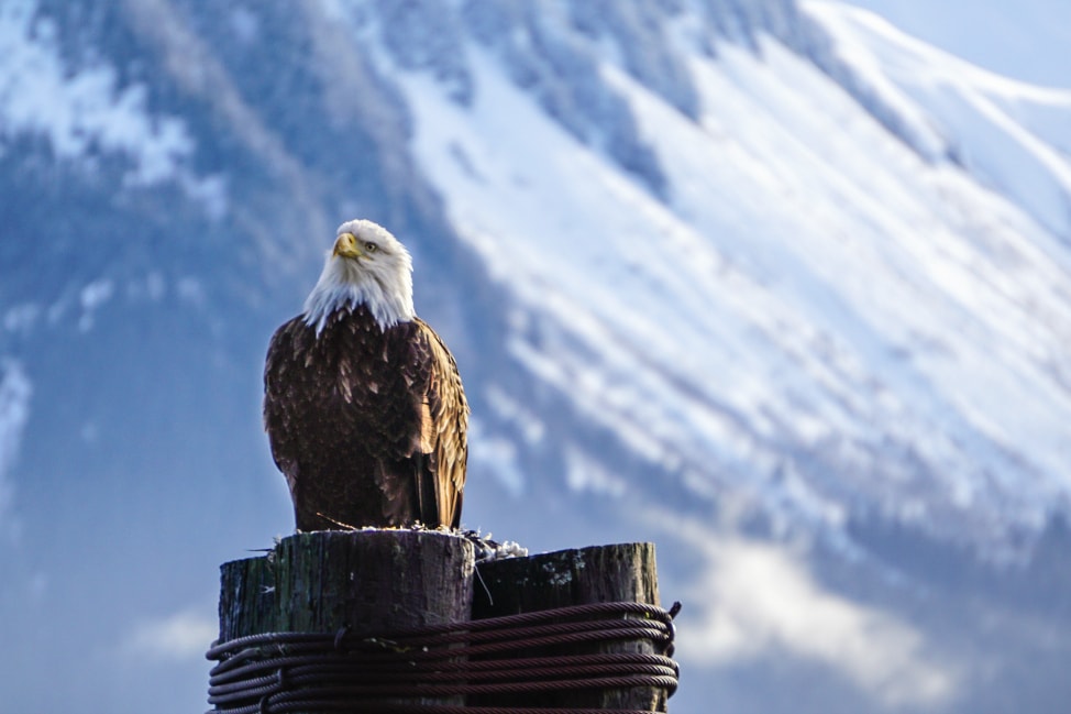 Eagle Alaska