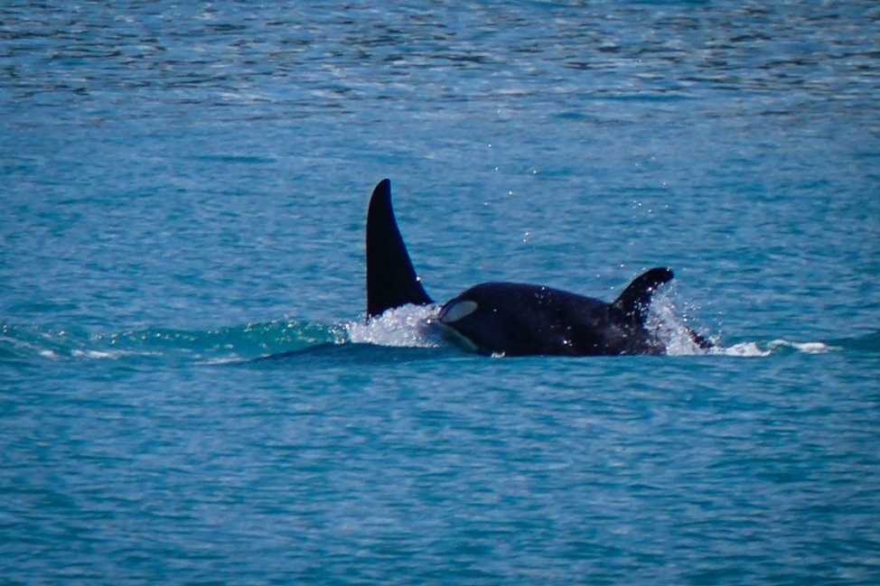 Orca mother and calf, Alaska
